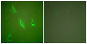 Immunofluorescence analysis of HeLa cells, using Caspase 10 Antibody. The picture on the right is blocked with the synthesized peptide.